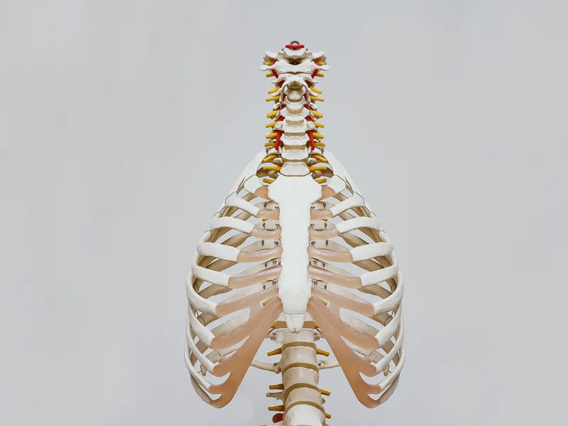How X-Rays works at Rise Family Chiropractic